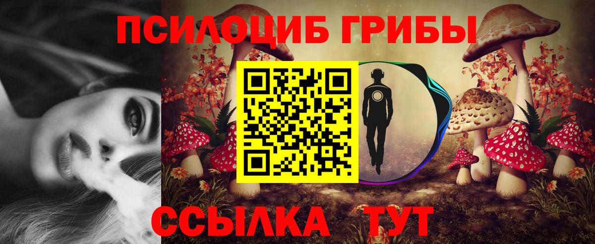 Галлюциногенные грибы Psilocybe Северобайкальск